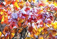 紅葉と雪のイメージ